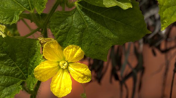 芹菜几天吃一次好